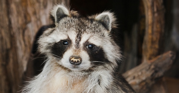 Wildlife - D5 Photo Contest Wildlife - D5 Photo Contest